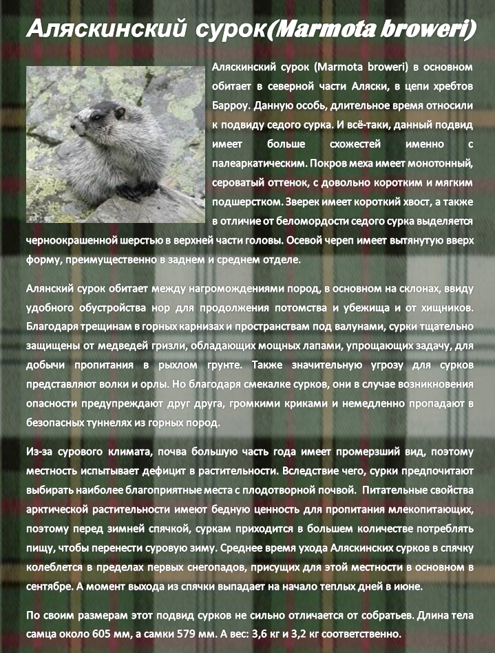 Аляскинский сурок(Marmota broweri)